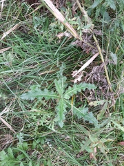 Cirsium arvense arvense