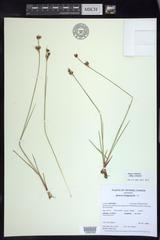 Juncus castaneus castaneus