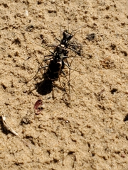 Cicindela schauppii