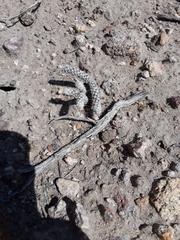 Micropuntia pulchella