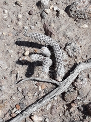 Micropuntia pulchella