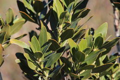 Hyaenanche globosa