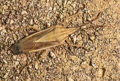 Mecidea minor