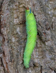 Mimatini