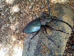 Psalidognathus friendii