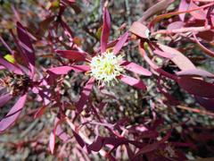 Leucadendron glaberrimum erubescens