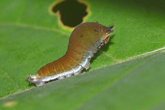 Graphium agamemnon