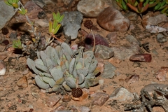 Crassula tecta