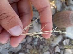 Muhlenbergia depauperata