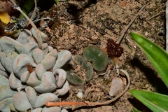Crassula tecta