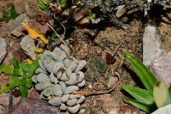 Crassula tecta