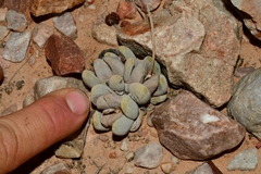 Crassula tecta