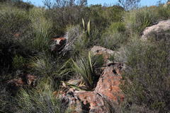 Watsonia vanderspuyae