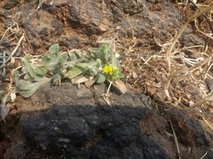 Nanothamnus sericeus