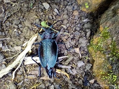 Psalidognathus friendii