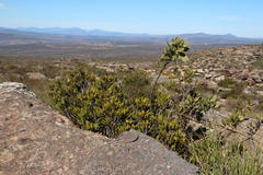 Hyaenanche globosa