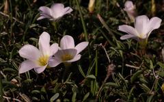 Oxalis odorata