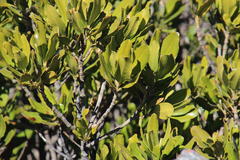 Hyaenanche globosa