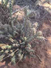 Cylindropuntia whipplei