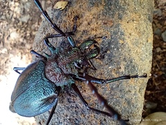 Psalidognathus friendii