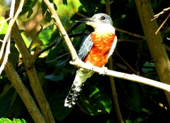 Megaceryle torquata