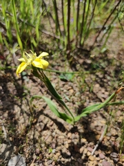 Moraea papilionacea papilionacea