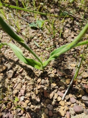 Moraea papilionacea papilionacea