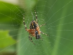 Neoscona orizabensis