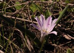 Lachenalia longituba