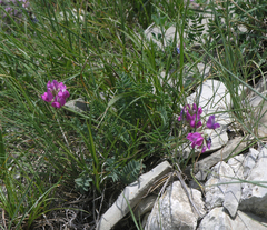 Oxytropis lapponica