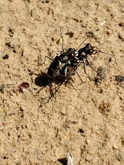 Cicindela schauppii