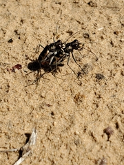 Cicindela schauppii