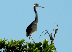 Egretta tricolor