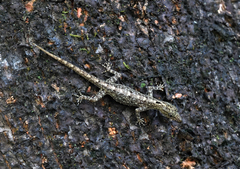 Cnemaspis littoralis