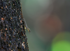 Cnemaspis littoralis
