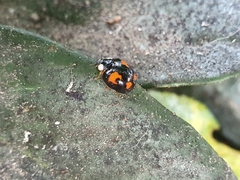 Harmonia axyridis