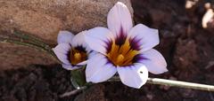 Romulea hallii
