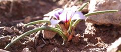 Romulea hallii