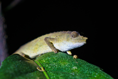Rhampholeon chapmanorum