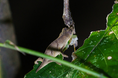 Rhampholeon chapmanorum