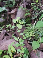 Euphorbia ocymoidea