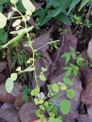 Euphorbia ocymoidea
