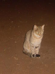 Felis lybica cafra