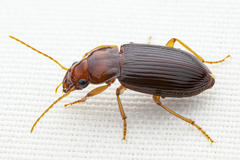 Trichotichnus vulpeculus