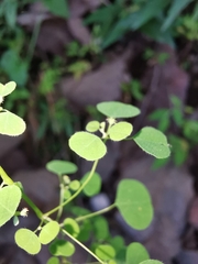 Euphorbia ocymoidea