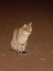 Felis lybica cafra