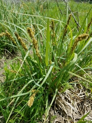 Carex vulpinoidea