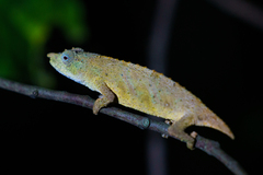 Rhampholeon chapmanorum