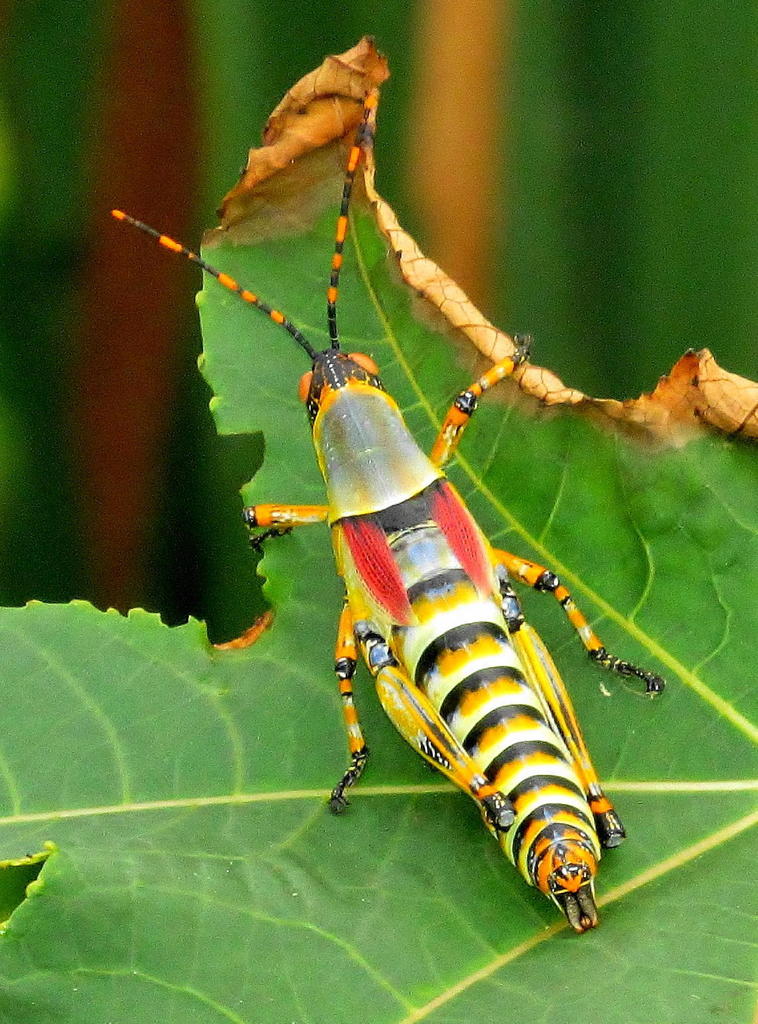Phymateini