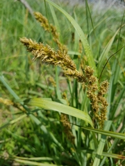 Carex vulpinoidea